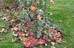 Blog image for How to Protect Plants in Winter: Roses, Shrubs & Perennials